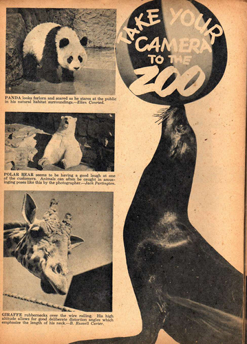 Figure 5. ‘Take Your Camera to the Zoo’, Camera Comics, issue 4. Public domain comic scanned by Comic Books Plus.