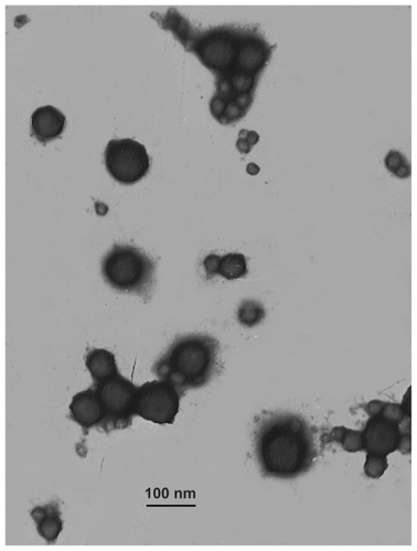 Figure 1 The core-shell structure of endostar-loaded PEG-PLGA nanoparticles. Transmission electron microscopy showed that nanoparticles were round particles with relative smooth edges.Abbreviation: PEG-PGLA, poly(ethylene glycol) modified poly(DL-lactide-co-glycolide).