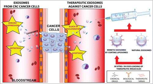 Figure 1. Exosomes in cancer: biological role and therapeutic applications. (Left panel) Exosomes from CRC cancer cells deliver metastatic signals to other cells and affect immune system. (Right panel) Therapeutic exosomes (both natural and mimetic exosomes) can be loaded with therapeutic molecules and injected into the blood as specific nanovectors of anticancer signals.