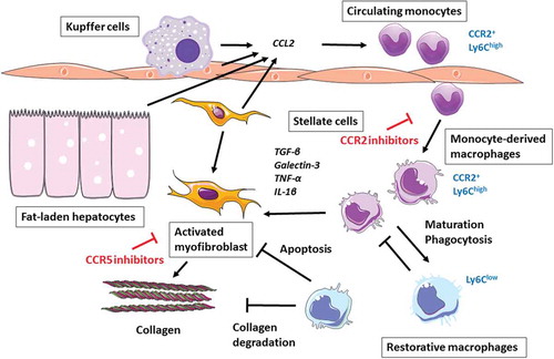 Figure 1. CCR2 and CCR5 as targets in NASH and liver fibrosis. The accumulation of hepatic fat causes cellular stress and the release of chemokines, notably CCL2 (= MCP-1), from hepatocytes, Kupffer cells, endothelial and stellate cells. This promotes the infiltration of circulating CCR2+ monocytes, which differentiate into monocyte-derived macrophages. These cells contribute to the progression of NASH by maintaining an inflammatory environment and by activating hepatic stellate cells, promoting collagen deposition. These CCR2+ Ly6Chigh macrophages can mature into Ly6Clow restorative macrophages which boost resolution of inflammation. CCR5 is expressed by stellate cells and is involved in their profibrogenic activation and proliferation. This concept is based on experimental mouse models of steatohepatitis and fibrosis.