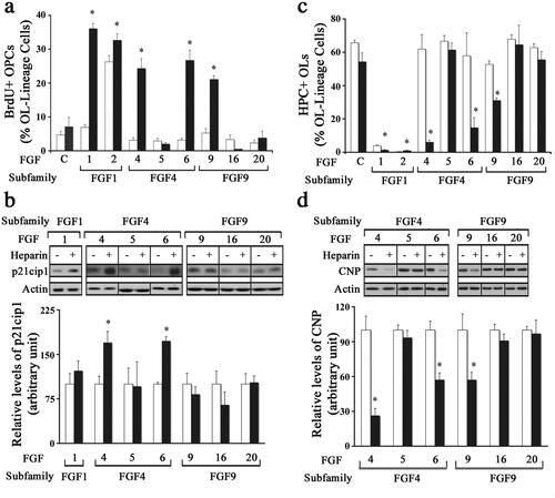 Figure 3. Effect of different FGFs on oligodendrocyte progenitors in the presence or absence of exogenously added heparin. OPCs were grown in the absence (control, open bars) or presence of heparin (black bars) with FGF1, FGF2, FGF4, FGF5, FGF6, FGF9, FGF16 or FGF20, for 1 d (a), 2 d (b,d) or 3 d (c) and analyzed by immunofluorescence microscopy or immunoblotting for their effects on OPC proliferation and differentiation. A. The quantification of the numbers of BrdU + OPCs, expressed as percentage of total OL-lineage cells (A2B5+/O4+ cells) show that exogenously added heparin significantly increases the proliferation of OPCs by FGF1, FGF2, FGF4, FGF6 and FGF9. b. Quantification of p21cip1 shows significant increase in its level by FGF4 and FGF6 treatment only in the presence of heparin. c. The quantification of the numbers of HPC + OLs, expressed as percentage of total OL-lineage cells (A2B5+/O4+ cells) show that FGF1, FGF2, FGF4, FGF6 and FGF9 significantly decreased their numbers in the presence of exogenously added heparin. d. Quantification of the level of CNP by immunoblotting shows that only FGF4, FGF6 and FGF9 significantly reduces its level in the presence of heparin. Error bars represent SEM; N = 3–7 independent experiments, each performed in triplicate. *p < .05. FGF1, FGF2, FGF4, FGF6, FGF9 were used at 10 ng/ml and FGF5, FGF16, FGF20 at 20 ng/ml. Fresh doses of all FGFs and heparin were re-added on second day with a medium change. Inset, show representative immunoblots for the expression of p21cip1, CNP and actin as protein loading control.