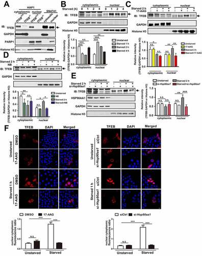 Figure 2. HSP90AA1 promoted starvation-induced nuclear translocation of TFEB. (A) The subcellular location of TFEB is confirmed in TFEB−/− or TFEB+/+ HAP1 cells and SN4741 cells. The cytoplasmic and nuclear lysates from TFEB−/− or TFEB+/+ HAP1 and SN4741 cells were blotted as shown. Then the expression of TFEB, GAPDH, PARP1 (nuclear marker) and histone H3 was determined by immunoblotting. Arrow indicates TFEB band. (B) Starvation modulates the levels of TFEB in the cytosolic or nuclear compartments. The cytosolic and nuclear fractions from SN4741 cells following starvation were prepared. Then the expression of TFEB, GAPDH and histone H3 was determined by immunoblotting. The below graph shows the quantification of TFEB levels. Arrow indicates TFEB band. (C, D and E) Inhibition of HSP90AA1 attenuates the level of nuclear TFEB following starvation. SN4741 cells were pre-treated with 5 μM 17-AAG (C) or 500 μM NB (D) for 0.5 h and then starved for 2 h. For (E), SN4741 cells were transfected with si-Hsp90aa1 for 36 h. Then cells were starved for 2 h. The cytosolic and nuclear fractions were prepared. Then the expression of TFEB, GAPDH and histone H3 was determined by immunoblotting. The graphs show the quantification of TFEB levels (mean ± SEM, n = 3; *p < 0.05, **p < 0.01, ***p < 0.001, N.S., not significant compared with the indicated group). (F) Inhibition of HSP90AA1 attenuates the level of nuclear TFEB following starvation. HeLa cells were transfected with TFEB-mCherry for 36 h and then were pre-treated with 5 μM 17-AAG for 0.5 h and then starved for 1 h. 17-AAG was included during the subsequent starvation phase. Fluorescence images show TFEB-mCherry. The below graph shows the nuclear/cytoplasmic fluorescence ratio. HeLa cells were co-transfected with si-Hsp90aa1 and TFEB-mCherry for 36 h and then starved for 1 h. Fluorescence images show TFEB-mCherry. The below graph shows the nuclear/cytoplasmic fluorescence ratio (mean ± SEM, n = 3; ***p < 0.001, N.S., not significant compared with the indicated group; scale bar: 10 μm).