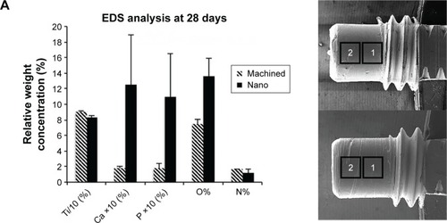 Figure 7 Scanning electron microscopy and EDS analyses of retrieved implants after 28 days.Notes: The areas denoted by 1 and 2 are the sites for EDS analysis (A). The column graph (in A) shows the relative concentrations of Ti, Ca, P, O, and N (n=2–3). In the column graph (A) the plotted Ti concentration is 10 times reduced (Ti/10), while Ca and P concentrations are 10 times enhanced (Ca ×10 and P ×10). The micrographs show the distribution of Ti, Ca, P, O, and N on a Nano surface (B).Abbreviations: EDS, energy dispersive X-ray spectroscopy; Nano, nanopatterned.