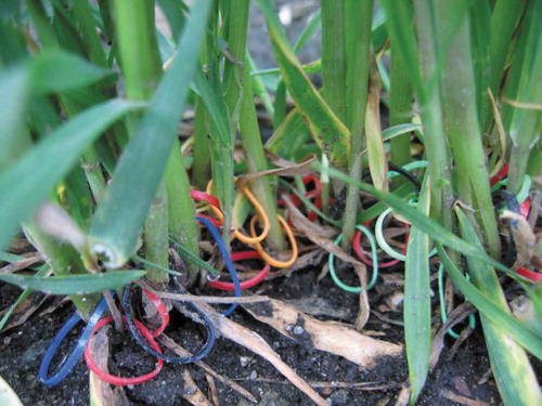Figure 3. Method of tracking tillering using commercially available colored rubber bands (Araki, Citation2015a). The different colored rubber bands were used to distinguish between the different starting times of tillering.