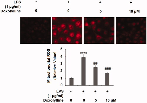 Figure 2. Doxofylline mitigates lipopolysaccharides (LPS)-induced production of mitochondrial ROS in human 16HBE cells. Cells were stimulated with 1 μg/ml LPS with or without doxofylline (5 and 10 μM) for 48 h. Mitochondrial ROS was examined by MitoSOX Red staining (****p < .0001 vs. vehicle control; ##p < .01; ###p < .001 vs. LPS treatment group).