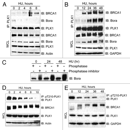 Figure 3. HU inhibits the kinase activity of PLK1 and induces dynamic interactions of PLK1, hBora, and BRCA1. U2-OS cells were either left untreated (0 h) or treated with 4 mM HU for the indicated time. Equal amount of cell lysate was used for IP with antibody against either PLK1 (A and B) or phosphorylated T-210 of PLK1 (D and E) (pT210-PLK1). IB antibodies are indicated on the right. (C) U2-OS cells were either left untreated (0 h) or treated with 4 mM HU for the indicated time. Equal amount of cell lysate was incubated with either λ phosphatase or phosphatase inhibitor at 30 °C for 30 min. Cell lysates were then run on a SDS-PAGE and immunoblotted with antibody against hBora. WCL, whole-cell lysate.