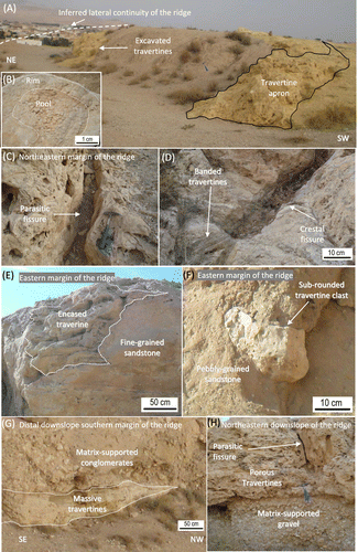 Figure 8. Fissure ridge travertine lithofacies association. (A) Uppermost denudated surfaces of the ridge. (B) Small-scale ephemeral pools with rims. (C) En-echelon and bifurcated parasitic fissure. (D) Crestal fissure showing banded travertines. (E) Eastern margins of the ridge showing lenses of travertines encased in former alluvial plain channelised streams. (F) Isolated rounded travertine slabs encased in pebbly to fine-grained sandstone facies. (G) Southward downslope margins of the ridge encased and overlain by coarse matrix- to clast-supported alluvial conglomerates. (H) North-eastern margins of the ridge show accumulations of porous travertine around parasitic fissures developed on matrix-supported gravels.