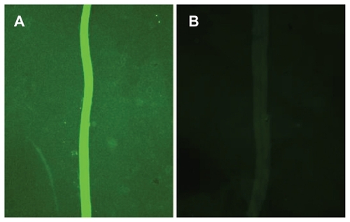 Figure 5 Fluorescence microscopy images of FITC-labeled antibodies binding to C3c in serum adsorbed to the nanostructured surfaces visualized in Figure 3. (A) The increased fluorescence from the smooth area of the surface is seen as a bright line. (B) Negative control using heat inactivated serum.Abbreviation: FITC, fluorescein isothiocyanate.