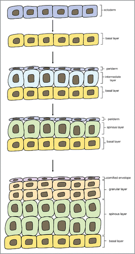 FIGURE 3. Stages of embryonic epidermal development. Adapted from Forni et al. Citation19