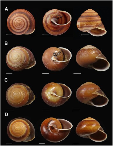 Figure 34. Shell variation in Figuladra barneyae. A, QMMO20061, Connors Hump, MEQ, holotype; B, QMMO34539, Greenhill, MEQ; C, QMMO36237, Beautrel Creek, Connors Ra, MEQ; D, QMMO86880, Collaroy Station, MEQ. Scale bars = 10 mm. Image A: Queensland Museum.