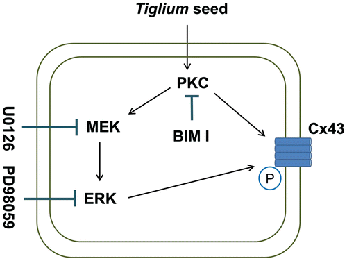 Fig. 6. Schematic representation on the inhibition of GJIC by the Tiglium seed extract in WB-F344 cells.