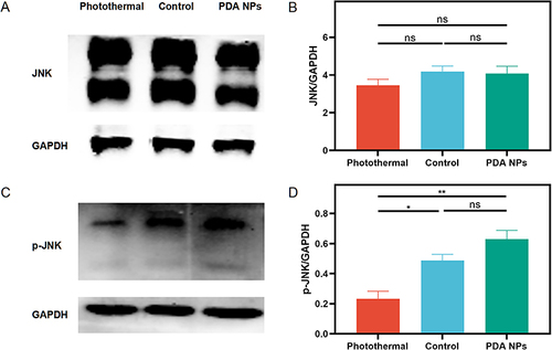 Figure 6 The JNK and p–JNK expression in the repaired tendons was measured by Western blot (n = 4 per group) at two weeks after surgery. (A and C) Western blot of Jun N-terminal kinase (JNK) and phospho-JNK (p-JNK). (B) There is no significant difference in JNK across three groups (mean ± SEM; one-way ANOVA, p = 0.303; n = 4 per group), (D) but p-JNK in the photothermal group decreases significantly (mean ± SEM; one-way ANOVA, p = 0.001; n = 4 per group). * p < 0.05; ** p < 0.01; ns, no significant.