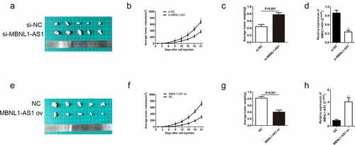 Figure 4. MBNL1-AS1 restrains GC tumor growth in vivo. (a) The image of xenograft tumor after treatment with si-MBNL1-AS1 or si-NC. (b) The average tumor volume (mm3) (measured every three days) in si-MBNL1-AS1 and si-NC groups after a 3-week injection. (c) The tumor weight (g) in si-MBNL1-AS1 and si-NC groups after a 3-week injection. (d) qRT-PCR assay for MBNL1-AS1 expression in AGS cells that were transfected with si-MBNL1-AS1 and si-NC among xenograft tumors. (e)The image of xenograft tumor after treatment with MBNL1-AS1 ov or NC group. (f) The average tumor volume (mm3) (measured every three days) in MBNL1-AS1 ov and NC groups after a 3-week injection. (G) The tumor weight (g) in MBNL1-AS1 ov and NC groups after a 3-week injection. (h)qRT-PCR assay for MBNL1-AS1 expression in HGC-27 cells that were transfected with MBNL1-AS1 ov and NC among xenograft tumors.