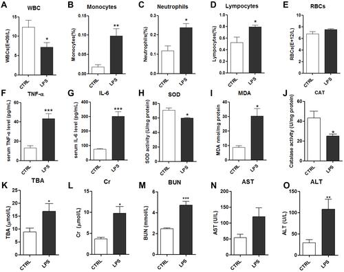 Figure 2 Effects of LPS on serum biochemical indicators: white blood cells (WBCs) (A), monocytes (B), neutrophils (C), lymphocytes (D) and red blood cells (RBCs) (E); serum levels of TNF-α (F) and IL-6 (G); serum levels of the oxidative stress factors superoxide dismutase (SOD) (H), malondialdehyde (MDA) (I), and catalase (CAT) (J); and kidney and liver function indicators: total bile acids (TBA) (K), creatine (Cr) (L), blood urea nitrogen (BUN) (M), aspartate transaminase (AST) (N) and alanine transaminase (ALT) (O).