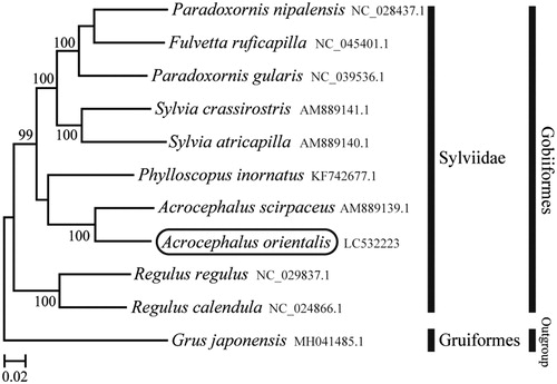 Figure 1. Phylogenetic position of Acrocephalus orientalis based on a comparison with the complete mitochondrial genome sequences of 10 other Sylviidae species. The analysis was performed using MEGA 7.0 software. The accession number for each species is indicated after the scientific name.