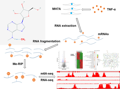 Figure 1 A schematic diagram of m6A-seq and RNA-seq analyses of MH7A cells. MH7A cells were stimulated with TNF-α, and total RNA was extracted from MH7A cells. Then, the RNA was fragmented, and m6A RNA was isolated as described by the m6A-RNA immunoprecipitation (Me-RIP) assay. The m6A-seq library and RNA-seq library of these mRNAs were constructed, and then sequenced for analysis.