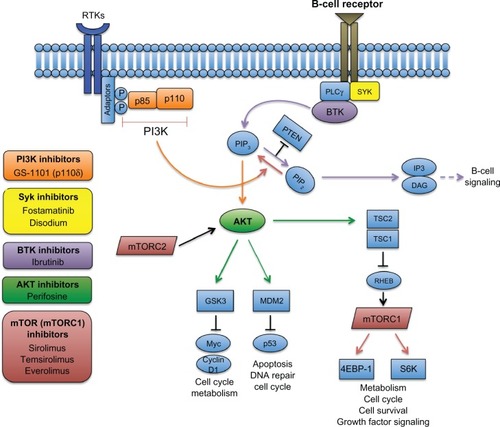 Figure 3 Targeting the PI3K and BTK pathways in NHL. The B-cell receptor-signaling pathway (purple) is initiated through phosphorylation of coreceptors that recruit spleen tyrosine kinase (SYK), which then phosphorylates downstream kinases, including PLCγ, leading to activation of Bruton tyrosine kinase (BTK). BTK then binds phosphatidylinositol (3,4,5)-triphosphate (PIP3), which in turn hydrolyzes phosphatidylinositol 4,5-bisphosphate (PIP2) into two second messengers – inositol triphosphate (IP3) and diacylglycerol (DAG) – that ultimately activate downstream proteins involved in B-cell signaling. In the PI3K pathway (orange), activation of receptor tyrosine kinases (RTKs) through adaptor proteins phosphorylate subunits of PI3K, leading to conversion of PIP2 to PIP3. Phosphorylation of the tumor suppressor PTEN terminates PI3K. Accumulation of PIP3 leads to phosphorylation of AKT, which further activates downstream pathways, including mTOR (through the tuberous sclerosis complex 1/2 (TSC1/2)) and other essential pathways. Therapeutic inhibition of select pathway components that have been investigated in clinical trials for NHL are shown.Abbreviations: 4EBP-1, 4E-binding protein 1; GSK3, glycogen synthase kinase 3; mTOR, mammalian target of rapamycin; mTORC, mTOR complex; MDM2, mouse double minute 2 homolog; P, phosphorylation site; PI3K, phosphoinositide 3-kinase; PLC, phospholipase C gamma; PTEN, phosphatase and tensin homolog; RHEB, Ras homolog enriched in brain; S6K, S6 kinase.