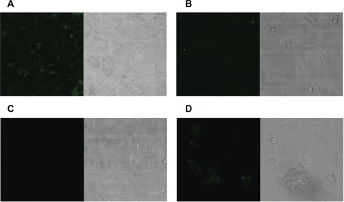 Figure 5 Fluorescence confocal laser scanning microscopy of various cells with fluorescently-labeled HSPG41C nanocages. Alexa488-labeled HSPG41C nanocages added to culture media with 1 × 104 cells of Huh-7 (A), HepG2 (B), HeLa (C), and MCF7 (D), and extensively washed with PBS before CLSM analysis.Abbreviations: PBS, phosphate buffered saline; CLSM, confocal laser scanning microscopy.