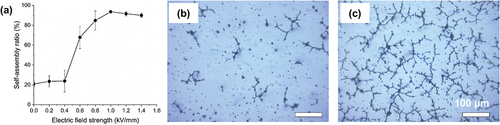 Figure 8. (a) Self-assembly ratio of a 0.2 vol% CIP/prepolymer suspension under AC electric field treatment for 5 min as a function of electric field strength. Optical micrographs for treatment with (b) 0.6 kV/mm and (c) 1 kV/mm.