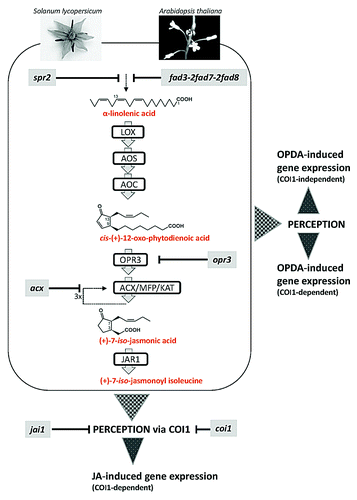 Figure 1. Schematic overview of the biosynthesis of jasmonates and jasmonate signal transduction leading to specific gene expression. The main intermediates as well as the bioactive compound, (+)-7-iso-jasmonoyl isoleucine, are shown. Mutants characterized for tomato and Arabidopsis are indicated at the left and the right, respectively. Abbreviations of enzymes: LOX, lipoxygenase; AOS, allene oxide synthase; AOC, allene oxide cyclase; OPR3, OPDA reductase3; ACX, acyl-CoA oxidase, MFP, multifunctional protein, KAT, 3-ketoacyl-CoA-thiolase; JAR1, jasmonoyl-l-isoleucine synthase.