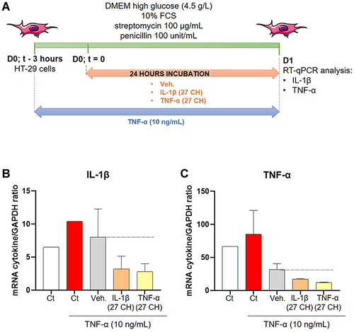 Figure 3 IL-1β (27 CH) and TNF-α (27 CH) tend to decrease the expression of both IL-1β and TNF-α at transcriptional levels, in a model of intestinal inflammation. (A) Representative scheme of the experimental protocol. HT-29 cells were pre-treated for 3 hours with 10 ng/mL TNF-α as an inflammatory trigger before the incubation with either the Veh., IL-1β (27 CH), or TNF-α (27 CH) during the next 24 hours. RT-qPCR analysis was performed at the end of the incubation period. (B and C) Expression of IL-1β and TNF-α at the transcriptional level, in presence of TNF-α (10 ng/mL) as an inflammation inducer and after a 24 hours incubation with either Veh., IL-1β (27 CH) or TNF-α (27 CH). The experiment has been done once and the means ± SD of three technical replicates are illustrated on the graph. The expression of glyceraldehyde-3-phosphate dehydrogenase (GAPDH) was used as an internal normalizer. The black dotted lines highlight the effect of the two tested u-MIM compared with the Veh.