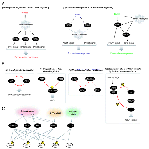 Figure 5. Crosstalk and regulation among PIKKs. (A) Possible models of the regulation of PIKK signaling by the RUVBL1/2 complex. (a) The RUVBL1/2 complex integrates each PIKK signaling as an upstream regulator and induces proper stress responses. (b) When multiple PIKKs cooperatively function in response to stress signals, the RUVBL1/2 complex assists this process and coordinates multiple PIKK signals (the left model). The RUVBL1/2 complex coordinates the cross-regulation among PIKKs [see also (B)] thereby induce proper stress responses (the right model). The atomic structure of RUVBL1 is derived from reference.Citation84 (B) Cross-regulation among PIKKs. Several regulatory mechanisms among PIKKs have been observed. (a) Interdependent activation of ATM and ATR in response to DNA damage. (b) Regulation of other PIKK by direct phosphorylation: DNA-PKcs is phosphorylated by ATM and ATR in response to DNA damage stress to regulate cellular radio-resistance and NHEJ. (c) Regulation of other PIKK levels: DNA-PKcs and mTOR are required for the maintenance of ATM abundance. DNA-PKcs is also involved in the maintenance of SMG-1 abundance. (d) Regulation of other PIKK signals by indirect phosphorylations: Both upstream and downstream factors of mTORC1 signal are ATM/ATR substrates and mTORC1 signal is downregulated by DNA damage stresses. (C) Shared substrates among PIKKs. Histone H2Ax, p53, and Upf1 are shared substrates of DNA-PKcs, ATM, ATR and SMG-1. 4EBP and Akt, two well known mTOR substrates, are also phosphorylated by ATM and DNA-PKcs respectively.