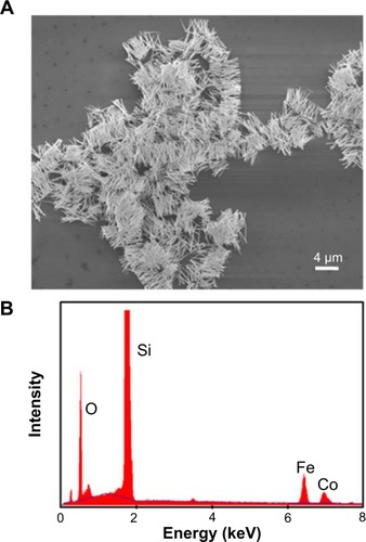 Figure 2 FE-SEM image of dispersed CoFe nanowires and EDS spectrum of CoFe nanowires.Notes: (A) FE-SEM image. (B) EDS spectrum.Abbreviations: EDS, energy dispersive spectroscopy; FE-SEM, field emission scanning electron microscopy.