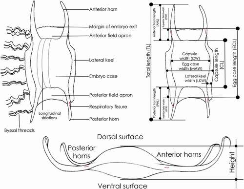 Figure 2. Morphology, terminology and biometry of the Mediterranean skate egg cases considered in the text (Partially from Stevenson et al. Citation2007).