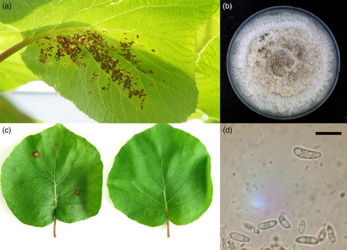 Figure 1. Disease symptoms and morphological characteristics of Phoma sp. in kiwifruit. A, Typical leaf spot symptoms on kiwifruit leaves under field conditions; B, pathogen colony morphology on PDA media; C, leaf spot symptoms artificially induced by inoculation Phoma sp. with and without wound; D, conidia of isolated Phoma sp. Bar indicates 10 µm.