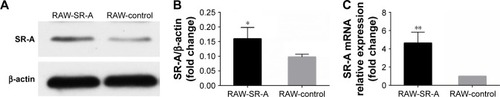 Figure 6 Western blots and RT-qPCR results of RAW-SR-A and RAW-control cells.