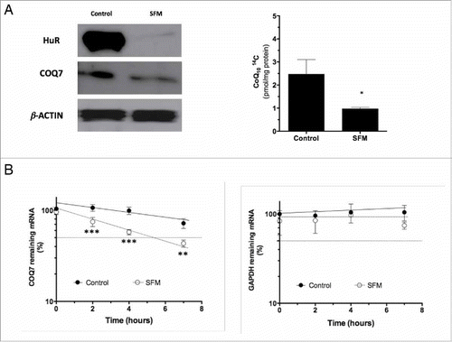 Figure 6. Serum deprivation decreases cytoplasmic levels of HuR and COQ7 and reduces CoQ10 biosynthesis rate. (A) Levels of cytoplasmic HuR and COQ7 proteins (left panel) and CoQ10 biosynthesis rate (right panel) in cells cultured in serum-free media (SFM). Cell culture and serum withdrawal were performed as described in the Materials and Methods section. Values are the means ± SD of 3 independent experiments. Control vs. SFM. *P< 0.05. (B) The half-lives of COQ7 and GAPDH mRNAs after serum deprivation (SFM) was measured by incubating cells with actinomycin D, extracting of total RNA at the times shown, and measuring mRNA levels by RT-qPCR analysis. The data were normalized to 18S rRNA levels and represented as a percentage of the mRNA levels measured at time 0, before adding actinomycin D, using a semilogarithmic scale. The half-lives were calculated as the time required for each mRNA decrease to 50% of its initial abundance (discontinuous horizontal line). Data represent the means ±SD of 3 independent experiments. Control vs. SFM. **P < 0.01, ***P < 0.001.