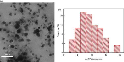 Figure 2. Transmission electron micrograph of Ag NPs synthesized from the callus extract of C. roseus after 24 h of reaction with aqueous 1 mM AgNO3 solution (a), and particle size distribution obtained using Image J software from approximately 100 Ag NPs in the micrograph (b).