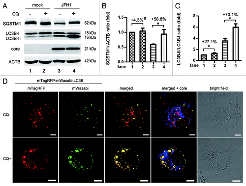 Figure 2. HCV infection induces complete autophagy at 5 d postinfection at an MOI of 10. (A) Huh7 cells were infected with 10 MOI of HCV for 5 d, and then treated with 50 μM chloroquine (CQ) for 6 h. The expression of SQSTM1, LC3B and HCV core protein was analyzed by western-blot. ACTB was used as sample loading control. (B and C) The SQSTM1/ACTB ratio and the LC3B-II/LC3B-I ratio from at least three independent experiments of (A) were shown.a Percentage increased by CQ treatment. *p < 0.05 was considered significant. (D) HCV-infected cells were transfected with mTagRFP-mWasabi-LC3B on day 3 postinfection and maintained for 2 d. Then, the cells were treated with 50 μM CQ and analyzed for the localization of indicated proteins. Blue: HCV core protein. Scale bars: 10 μm.