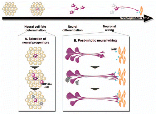 Figure 1 Fine-tuning of neural cell number via programmed cell death. Neural cell number is adjusted via programmed cell death during both early neural cell-fate determination and post-mitotic neural wiring. (A) Our recent study revealed the function of programmed cell death in the selection of neural progenitors. Mis-specified SOP-like cells have characteristics intermediate between SOPs and epithelial cells. They are specifically eliminated by caspase-dependent cell death to ensure the correct sensory organ patterning. (B) Neurotrophic theory proposed the function of programmed cell death in neuronal wiring. Excess neurons compete for a limited amount of NGF provided by target tissues. Neurons that fail to bind enough of the survival factor die by programmed cell death, resulting in the proper innervation of targets.