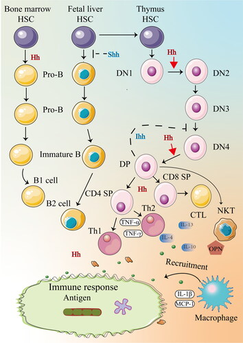 Figure 3. Hh signaling regulates the development of T cells, B cells and other immune cells, and contributes to immune responses.