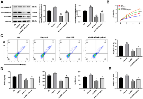 Figure 8 Raptinal reverses the effect of APAF1 silencing on HG-induced ARPE-19 cells. (A) Western blot detected the protein expression of pro-caspase-3, clv-caspase-3, and N-GSDME. (B) CCK-8 was used to assess cell viability. (C) Flow cytometry was used to detect apoptosis. (D) The levels of TNF-α, IL-1β, IL-18 were detected by ELISA. (E) ELISA kit detected the concentration of lactate dehydrogenase. **P<0.01, vs HG group; ##P<0.01 vs sh-APAF1 group.