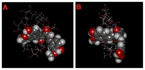 Figure 3 Schematic structure models of a molecular inclusion complex consisting of diferuloylmethane (DFH) and hydroxypropyl-β-cyclodextrin (HBCD). (A) Initial view and (B) rotated view.Notes: DFH is represented as a space-filling model, while HBCD is represented as a stick model. The DFH and HBCD molecules consist of different atoms of oxygen (red), carbon (gray), and hydrogen (white).