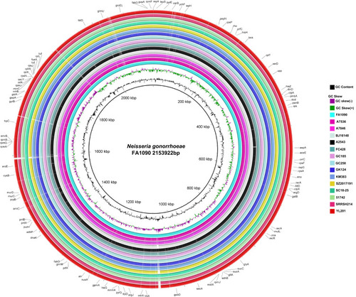 Figure 2 Comparison of YL201 and other 14 strains genomes in the phylogenetic tree. FA1090 (GenBank: AE004969.1) genome was used as the reference. The outermost ring indicates YL201. BLASTn matches with less than 30% identity appear as blank spaces (gaps) in each ring.