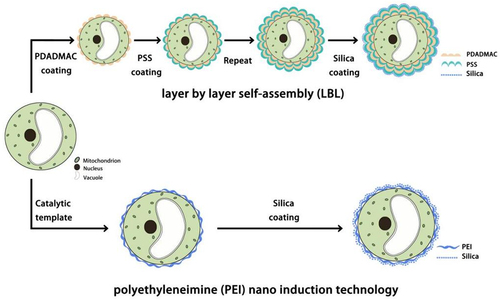 Figure 1. Two principles of biomineralization of RBCs.