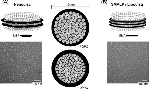 Figure 2. Nanoscale lipid bilayers. (A) Nanodiscs (left, upper panel) are lipid discoids bound by two copies of the MSP polypeptide, each one containing amphipathic α-helices (11 or 22 residues in length) that are separated by proline and glycine residues. Commonly used MSP variants include MSP1 (with 10 amphipathic helices, Ø – 9.8 nm) and MSP1E1 (Ø – 10.6 nm), MSP1E2 (Ø – 11.9 nm), and MSP1E3 (Ø – 12.9 nm), containing one, two, and three 22-mer helical inserts in the center of the MSP1 unit, respectively (Denisov et al., Citation2004; Schuler et al., Citation2013). Left, lower panel, electron micrograph of MSP1E3-bound nanodiscs at a magnification of 180,000 x (Schwall et al., Citation2012). Right panels, top-down schematics showing that the number of lipids per nanodisc depends on the MSP length and the cross-sectional area occupied by each lipid. MSP1 nanodiscs are approximately 10 nm in diameter, producing a lipid bilayer disc with a diameter of 8 nm (bilayer area = 50.2 nm2). In the liquid crystalline phase, the disaturated lipid 1,2-dipalmitoyl-sn-glycero-3-phosphocholine (DPPC, 16:0/16:0 PC) has an area of 0.54 nm2 and the monounsaturated lipid 1-palmitoyl-2-oleoyl-sn-glycero-3-phosphocholine (POPC, 16:0/18:1 PC) has an area of 0.70 nm2. In agreement with experimental measurements, MSP1 discs contain approximately 78 DMPC lipids and 68 POPC lipids per leaflet. The bilayer thickness of nanodiscs containing DPPC or POPC, measured by SAXS, is ~5.6 nm and ~4.6 nm, respectively, and (B) SMALPs/Lipodisqs® (upper panel) are lipid discoids bound by the styrene maleic acid copolymer containing styrene and maleic acid groups in molar ratios of 3:1 or 2:1. Lower panel, electron micrograph of 3:1 SMA-bound discs at a magnification of 120,000× (Long et al., Citation2013).