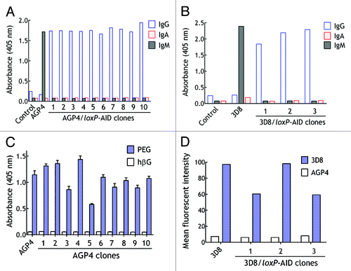 Figure 9. Rapid heavy chain class switch in hybridoma cells. (A) AGP4/loxP-AID cells were cultured for 4 wk and then cells that stained positive for surface IgG were cloned by fluorescence-activated cell sorting of individual cells into wells of a 96-well plate. The heavy chain class of antibody in the culture medium from parental AGP4 cells and ten AGP4/loxP-AID clones are shown. (B) 3D8/loxP-AID cells that displayed surface IgG were cloned by fluorescence-activated cell sorting of individual cells into wells of a 96-well plate. The heavy chain class of antibody in the culture medium from parental 3D8 cells and three 3D8/loxP-AID clones are shown. (C) The mean binding of AGP4 IgM or IgG antibodies from the culture medium of ten selected AGP4/loxP-AID clones was determined by ELISA in plates coated with PEG or control β-glucuronidase antigen (n = 2). Bars, SD (D) The binding of antibodies in the culture medium of 3D8, three 3D8/loxP-AID clones or control AGP4 hybridoma cells was determined by FACS using B16F10 cells as antigen source.