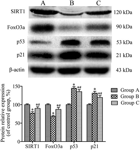 Figure 7. Western blotting analysis of the expression of SIRT1, FoxO3a, p53, and p21 in lung tissues. β-actin was provided as the loading control. The expression of protein was analyzed by densitometry and normalized with β-actin. All analyses were performed in triplicate. Values are presented as mean ± SD (n = 15). *p < 0.05 vs. group A; #p < 0.05 vs. group B.