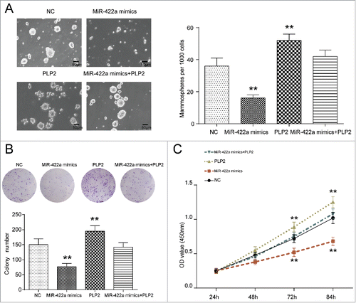 Figure 4. MiR-422a inhibited while PLP2 promoted BCSCs proliferation. (A) Bright field images of sphere formation assays displayed that miR-422a mimics led to a decrease while PLP2 overexpression led to an increase in tumorsphere formation. (B) MiR-422a inhibited cell proliferation and PLP2 accelerated the proliferation while joint expression of miR-422a and PLP2 revealed no significant changes in cell formation assay. (C) Cell proliferation was significantly repressed in miR-422a mimics group while upregulated in PLP2 group in CCK8 assay. Similar proliferation rate was detected in the mix group compared with NC group. **P < 0.01 indicated significant difference compared with NC group. Scale bar: 50 μm.