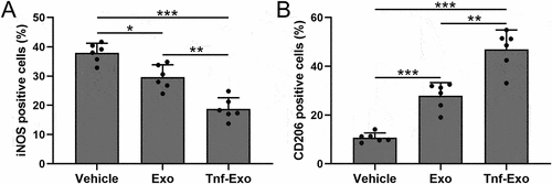Figure 4. Exosomes derived from TNF-α-treated BMSCs enhanced M2 macrophage polarization in the myocardial tissues after myocardial infarction in mice.