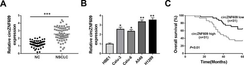 Figure 1 circZNF609 expression in NSCLC. (A) circZNF609 abundance was detected in NSCLC tissues and normal control (NC). n = 62. (B) circZNF609 level was measured in Calu-3, Calu-6, A549, H1299 and HBE1 cells. (C) The overall survival of patients was analyzed in circZNF609 high and low expression group (n = 31). *P<0.05, **P<0.01, ***P<0.001.