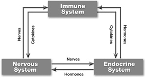 3 The neuroimmunoendocrine system.