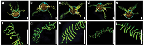 Figure 2. Effects of acetic acid and calcium acetate pretreatments on Pteris vittata drought tolerance. (A–E) Representative photographs of P. vittata plants exposed to drought for a period of 28 d after pretreatment with municipal drinking water (A), 10 (B) or 20 (C) mM acetic acid, and 10 (D) or 20 (E) mM calcium acetate. (F–J) Magnified view (5×) of representative mature fronds of treatments A–E, respectively. The experiments were performed in triplicate. Scale bars, 5 cm.
