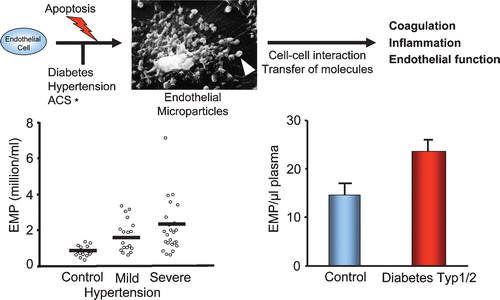 Figure 5. Endothelial cell apoptosis is associated with the release of small membrane vesicles, the so‐called endothelial microparticles (EMP). Microparticle size ranges from 0.1–1.5 µm and derive from platelets, monocytes, erythrocytes, granulocytes, lymphocytes or endothelial cells. They express antigens derived from their mother cell and the negatively charged phosphatidylserine, which is normally exclusively located in the inner, cytoplasmic membrane but becomes surface‐exposed after cell activation or apoptosis. EMP can be quantified in peripheral blood by annexin V binding in combination with an endothelial cell marker, e.g. CD31 or vascular endothelial (VE)‐cadherin. P = 0.002 severe versus control P = <0.005. Modified from Sabatier et al. and Preston et al. Citation3,4. * acute coronary syndrome.