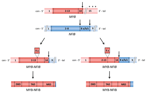 Figure 2 Schematic illustration of the MYB and NFIB genes and of two MYB-NFIB fusion variants (coding exons are shown i darker red and blue colors) and the resulting fusion proteins. Translocation breakpoints are shown by vertical arrows and miRNA binding sites for miR-15a/16 and miR-150 in the 3′-UTR of MYB are indicated by asteriks. The alternatively spliced MYB exon 9a and NFIB exons 8a, 8b and 8c are indicated. DBD, DNA binding domain; TAD, transactivation domain; NRD, negative regulatory domain.