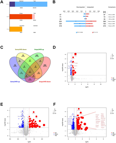 Figure 5 (A) Results of LC-MS/MS analysis. (B) DEPs compared between the 4 groups. (C) The Venn diagram indicates the number of enhanced and reduced-regulated proteins between the Sema/HFD and Empa/HFD groups. (D–F) Volcano plots of DEPs. Blue markers represent proteins with reduced differential expression, red markers show proteins with increased differential expression, and grey markers denote proteins with no significant differential expression.